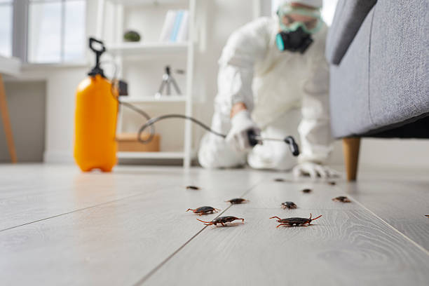 Affordable Pest Control solutions in Rainbow, CA